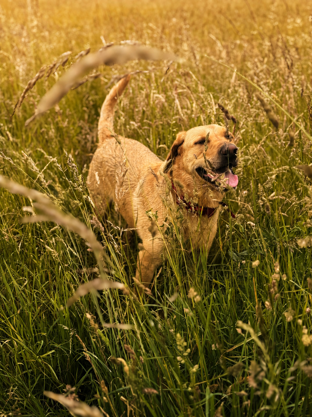 A happy golden retriever bounding through tall grass